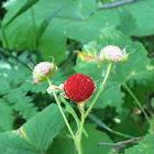 Thimbleberry