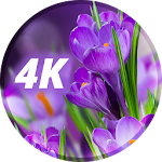 Cover Image of Baixar Papéis de parede de flores em 4K 14.02.2019-flowers APK