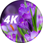 Cover Image of Tải xuống Hình nền hoa ở 4K 11.10.2020-flowers APK