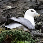 Fulmar