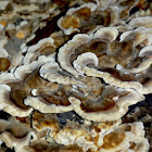 Turkey Tail Mushroom