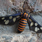 Hübners Wasp Moth