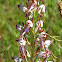 Balkan Lizard Orchid