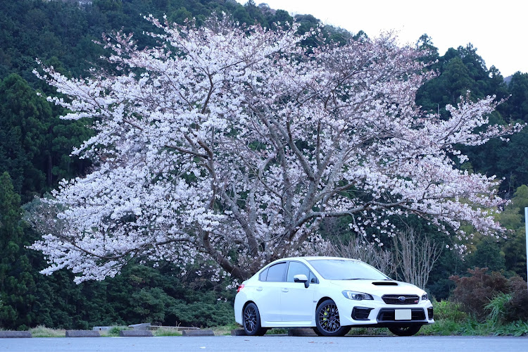 WRX STIの桜と愛車・桜・WRX STIに関するカスタム事例の投稿画像6枚目