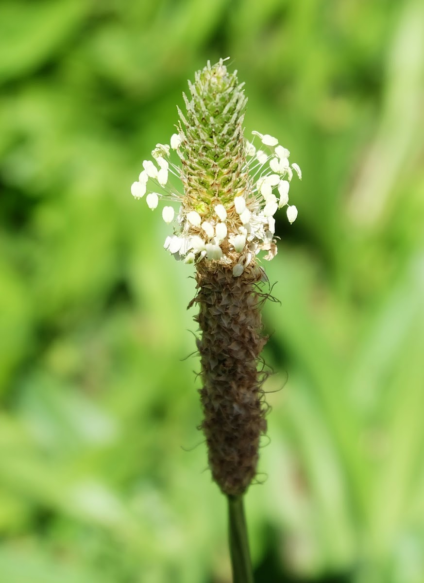 Ribwort plantain