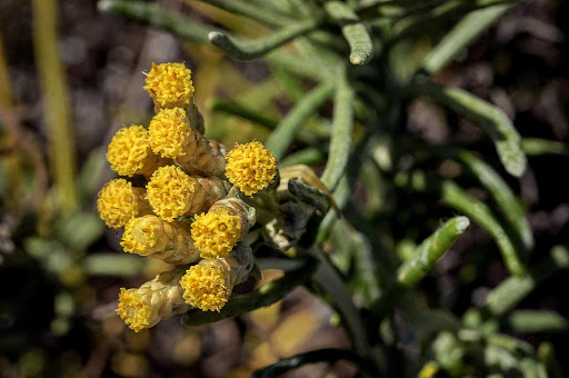 Helichrysum serotinum picardii