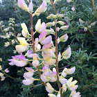 Yellow Bush Lupine