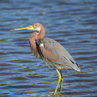 Tricolored Heron