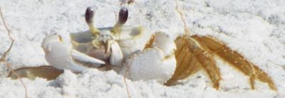 Atlantic Ghost Crab