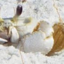 Atlantic Ghost Crab