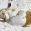 Atlantic Ghost Crab