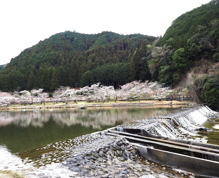 シビックの春のお届け☘️第二弾でーす・いつもの場所でいつもの桜・夢占い🌙汚れたトイレの夢は？・うそ⁈あたしストレス溜まってんの⁈まさか⁉︎に関するカスタム事例の投稿画像3枚目