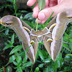 Atlas moth