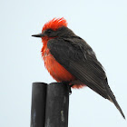 Vermilion Flycatcher