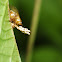 Acromis Tortoise Beetle