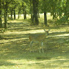 White-tailed Deer