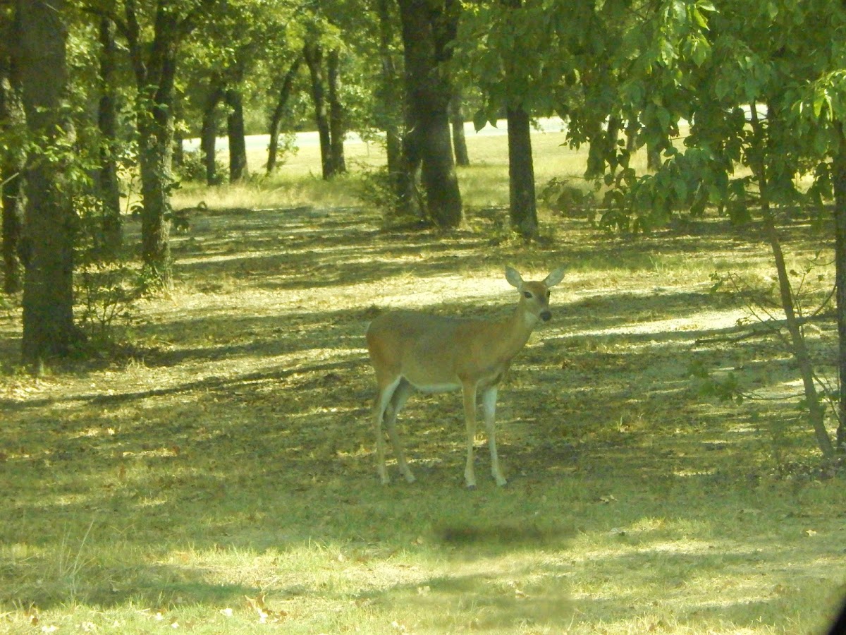 White-tailed Deer