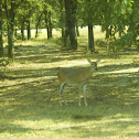 White-tailed Deer