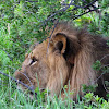 African Lion (Cecil)