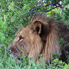 African Lion (Cecil)