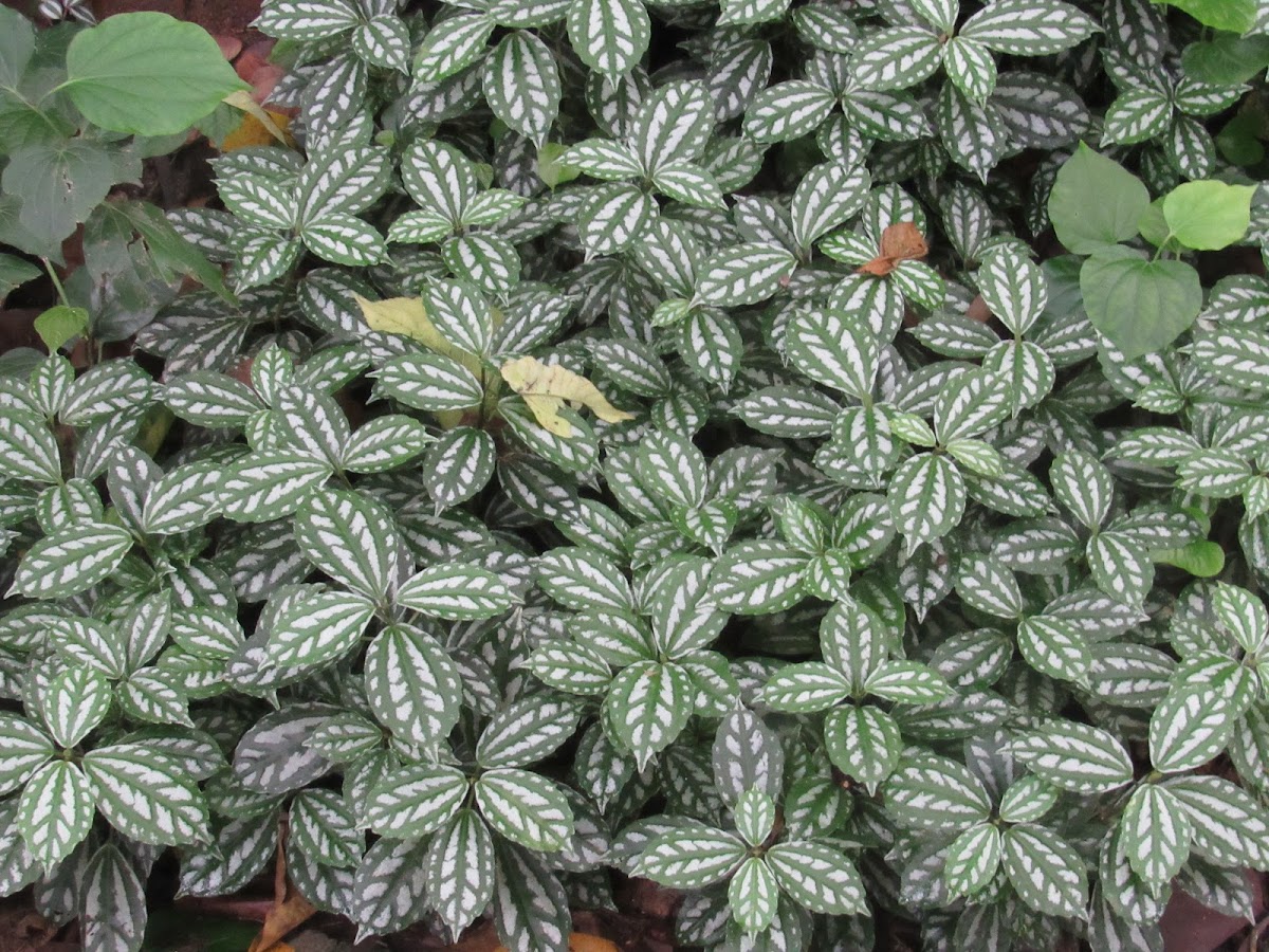 Aluminium Plant, Watermelon Pilea, 花叶冷水花