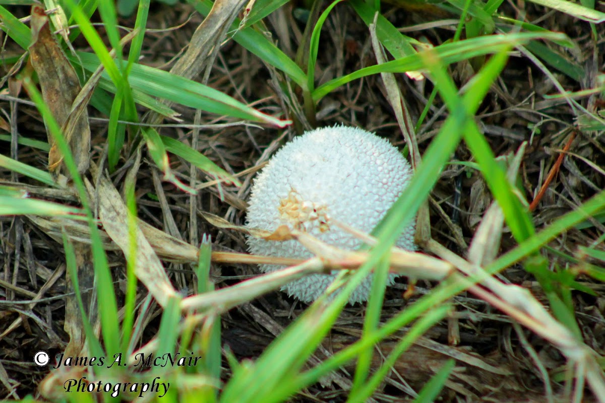 Puff Ball Mushroom