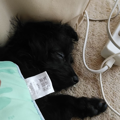 いちごの実