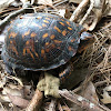 Eastern Box Turtle