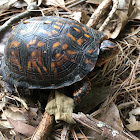 Eastern Box Turtle