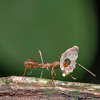 Red Weaver Ant