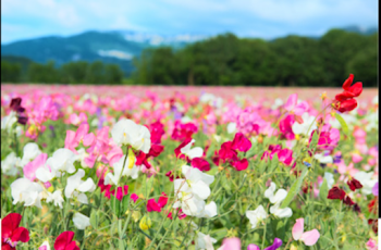 「スイートピーの花を捧げて[YouTubeにて完結済み]」のメインビジュアル