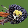 Crab Spider