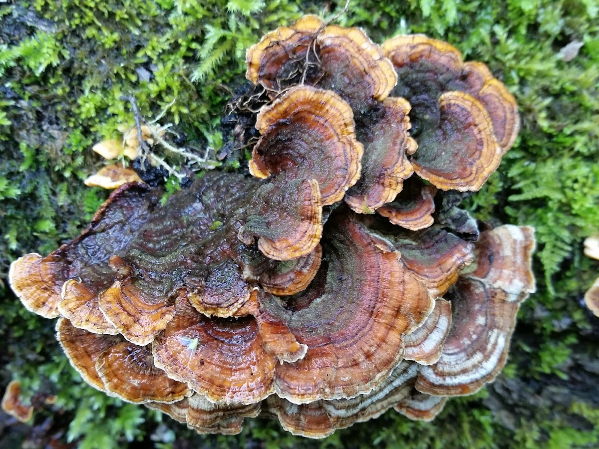 Turkey tail