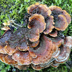 Turkey tail