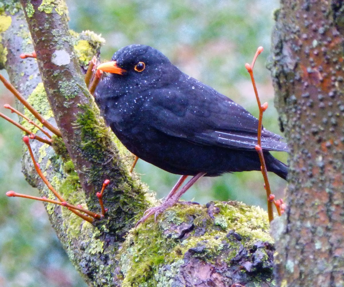 Eurasian blackbird