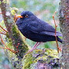 Eurasian blackbird