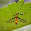 Orange Crane Fly