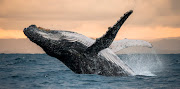 A 10m long carcass of a humpback whale has washed ashore near Cape Town harbour. File picture.