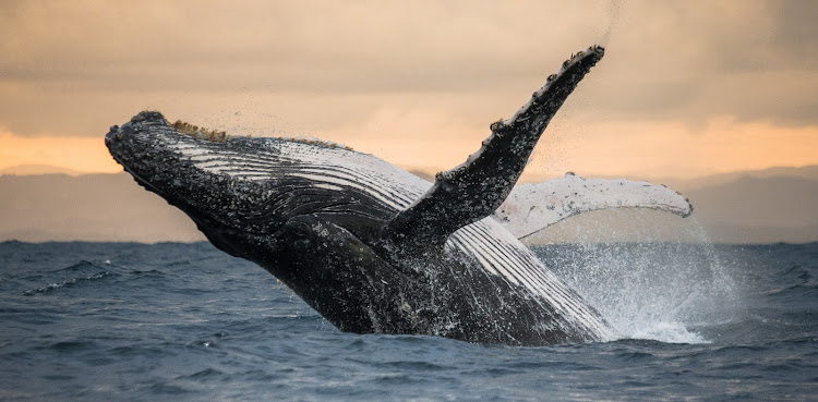 A 10m long carcass of a humpback whale has washed ashore near Cape Town harbour. File picture.