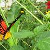 Postman Butterfly