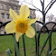 Daffodil