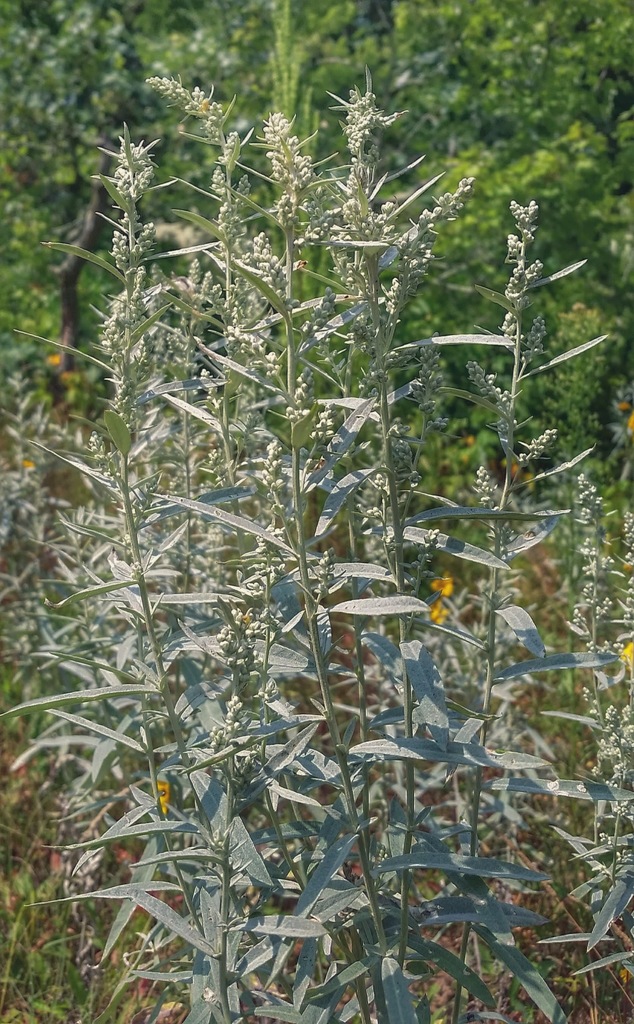 Prairie Sagebrush