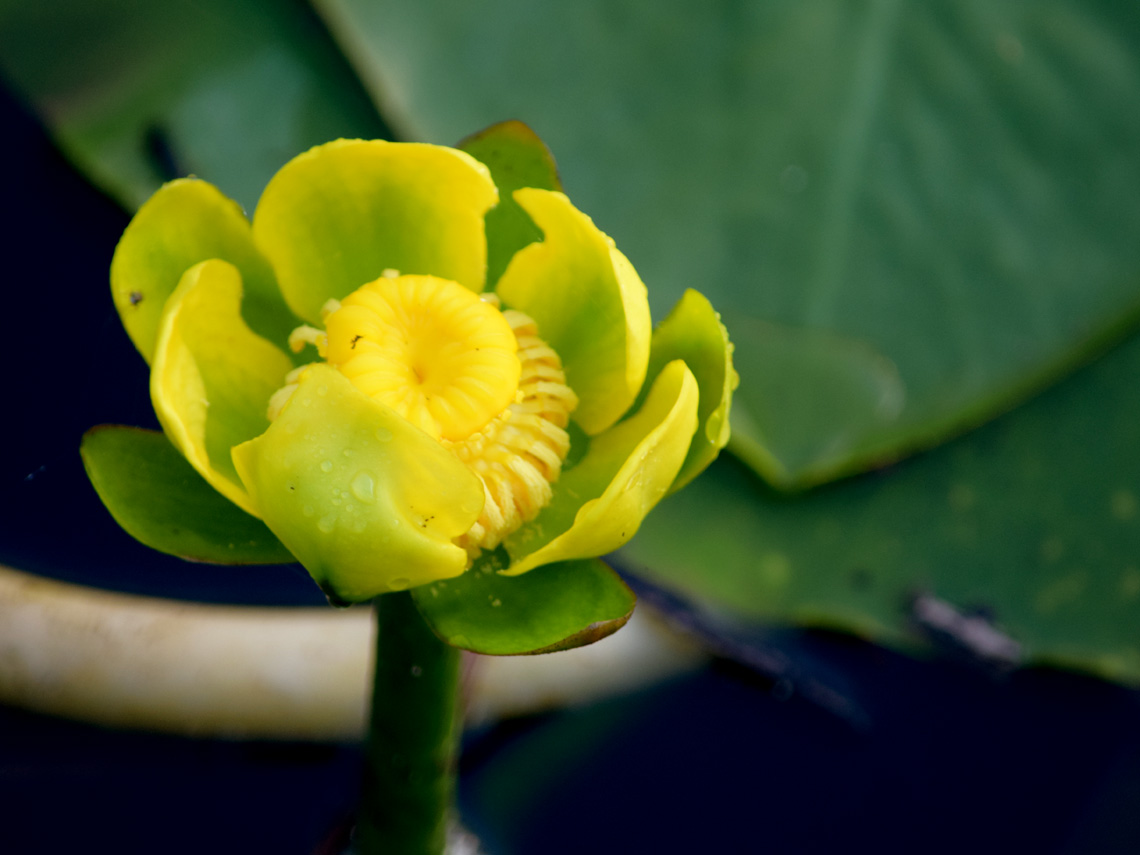 Yellow Water-lily