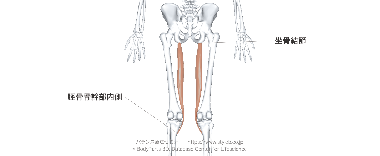 半腱様筋