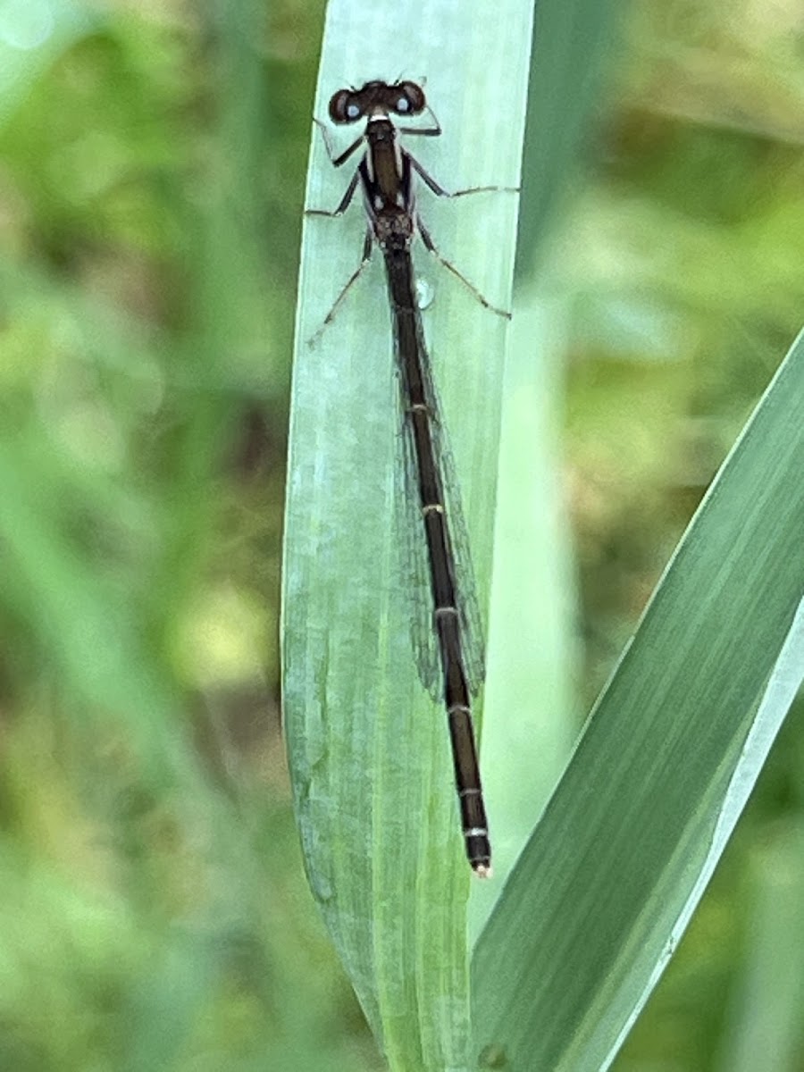 Fragile Forktail