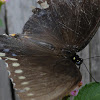 Spicebush Swallowtail