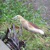 Indian Pond Heron