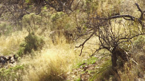 Arizona Stink Pigs and Song Dogs thumbnail