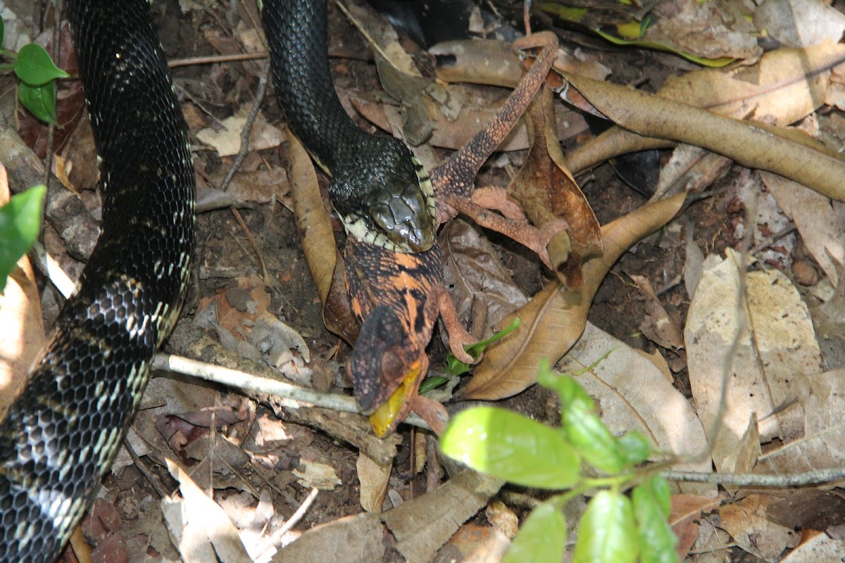 Madagascar Hognose and Panther Chameleon