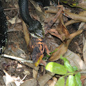 Madagascar Hognose and Panther Chameleon